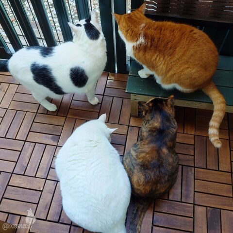 coco & fumi & Lin & Ryu