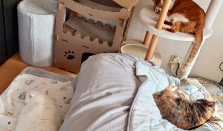 coco & fumi & Lin & Ryu