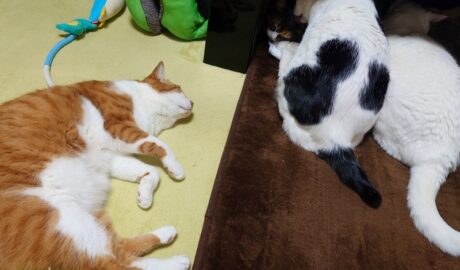 coco & fumi & Lin & Ryu