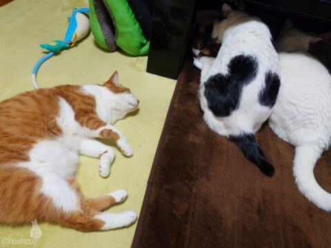 coco & fumi & Lin & Ryu