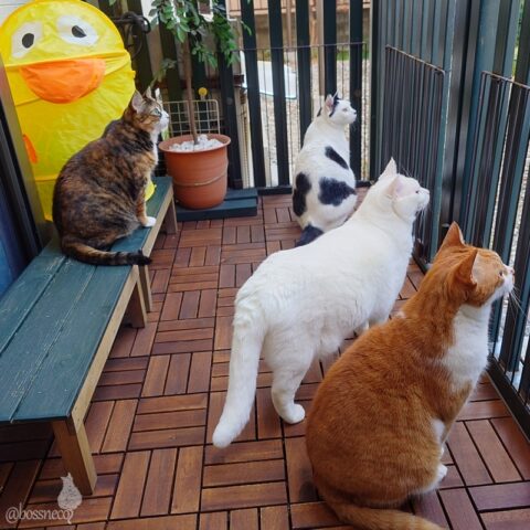 coco & fumi & Lin & Ryu