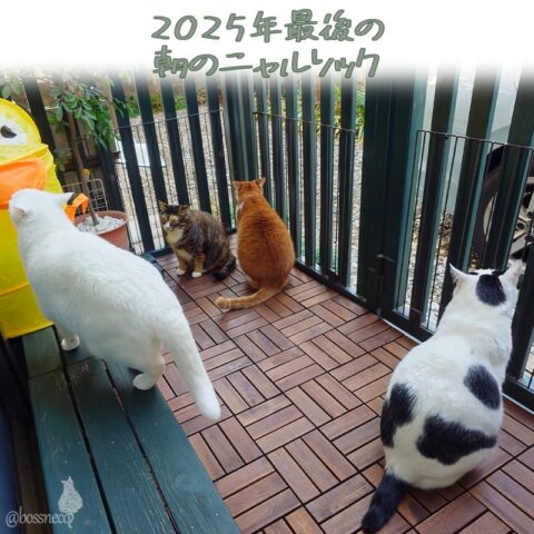 coco & fumi & Lin & Ryu