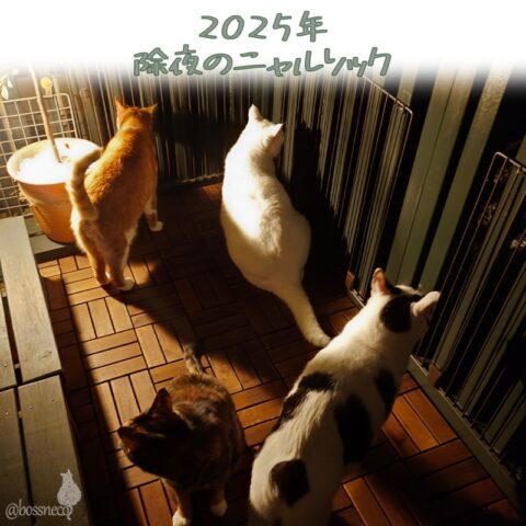 coco & fumi & Lin & Ryu