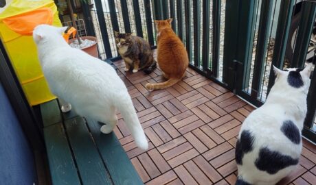 coco & fumi & Lin & Ryu