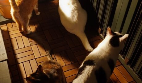 coco & fumi & Lin & Ryu