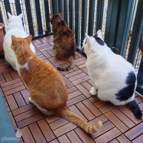 coco & fumi & Lin & Ryu