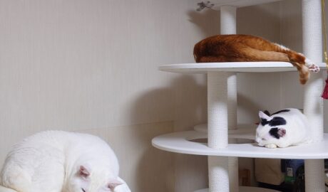 coco & fumi & Lin & Ryu