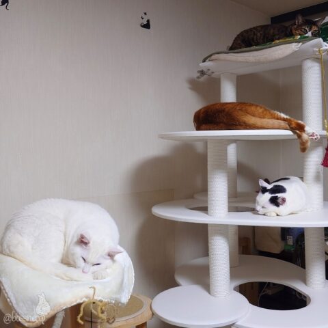 coco & fumi & Lin & Ryu