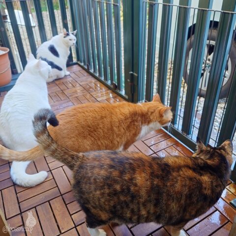 coco & fumi & Lin & Ryu