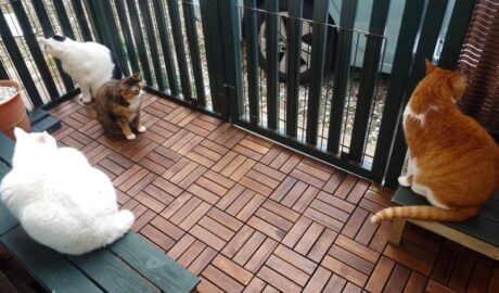 coco & fumi & Lin & Ryu