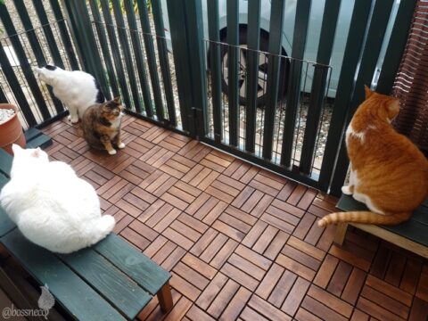 coco & fumi & Lin & Ryu