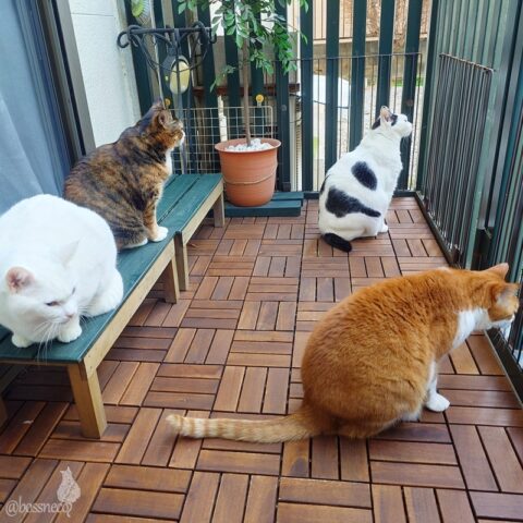 coco & fumi & Lin & Ryu