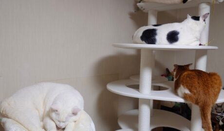 coco & fumi & Lin & Ryu