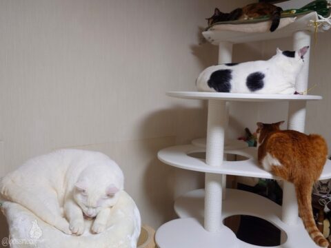 coco & fumi & Lin & Ryu