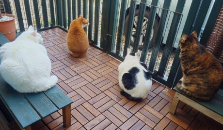 coco & fumi & Lin & Ryu