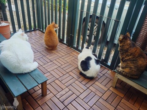 coco & fumi & Lin & Ryu