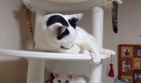 coco & fumi & Lin & Ryu