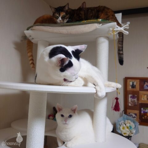 coco & fumi & Lin & Ryu