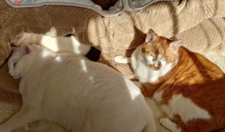 coco & fumi & Lin & Ryu