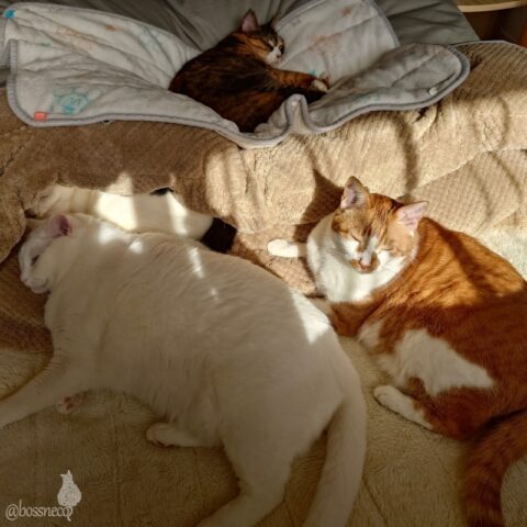 coco & fumi & Lin & Ryu