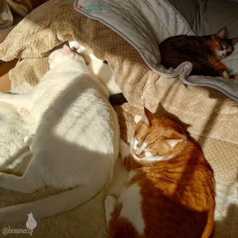 coco & fumi & Lin & Ryu