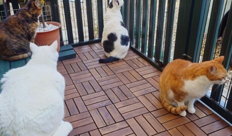 coco & fumi & Lin & Ryu