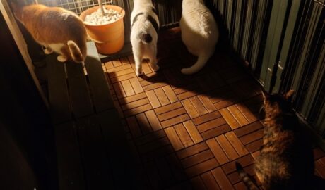 coco & fumi & Lin & Ryu