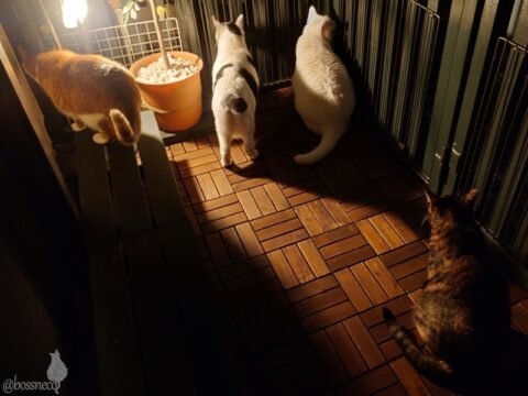 coco & fumi & Lin & Ryu