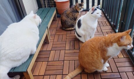 coco & fumi & Lin & Ryu