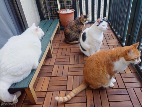 coco & fumi & Lin & Ryu