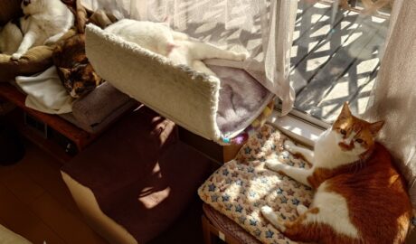 coco & fumi & Lin & Ryu