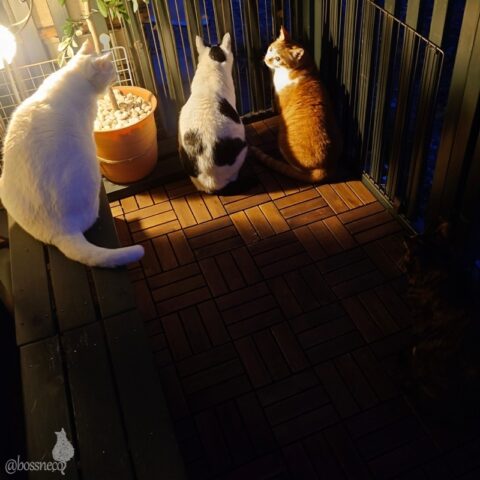 coco & fumi & Lin & Ryu