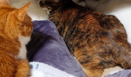 coco & fumi & Lin & Ryu