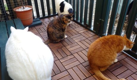 coco & fumi & Lin & Ryu