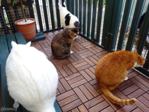 coco & fumi & Lin & Ryu