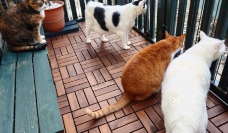 coco & fumi & Lin & Ryu