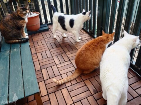 coco & fumi & Lin & Ryu