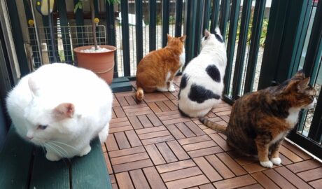 coco & fumi & Lin & Ryu