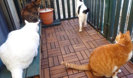 coco & fumi & Lin & Ryu