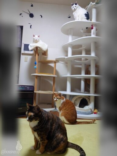 coco & fumi & Lin & Ryu