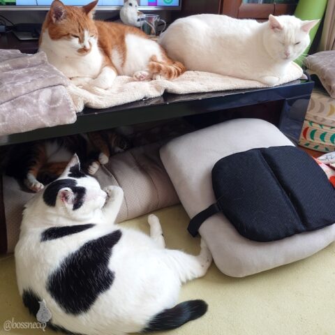 coco & fumi & Lin & Ryu