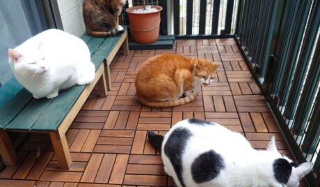 coco & fumi & Lin & Ryu