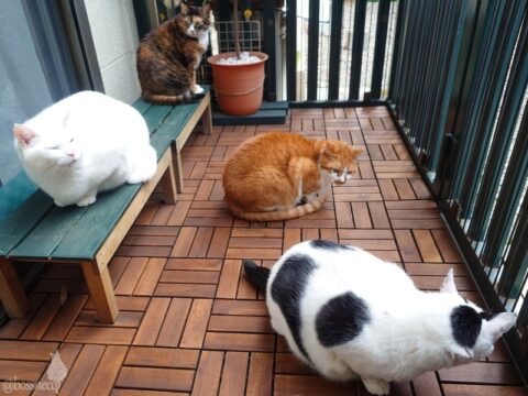 coco & fumi & Lin & Ryu