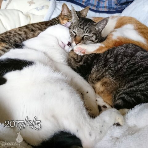 mark & coco & fumi & Lin