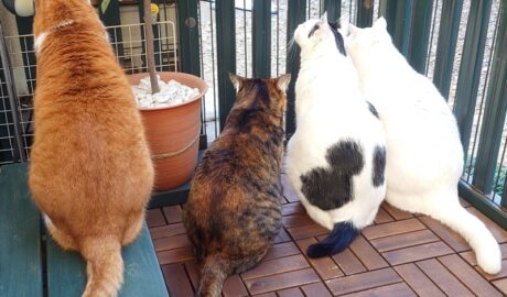 coco & fumi & Lin & Ryu