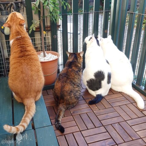 coco & fumi & Lin & Ryu