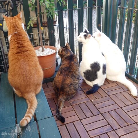 coco & fumi & Lin & Ryu