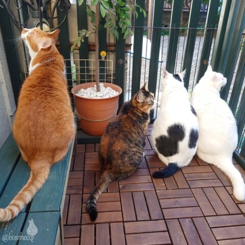 coco & fumi & Lin & Ryu