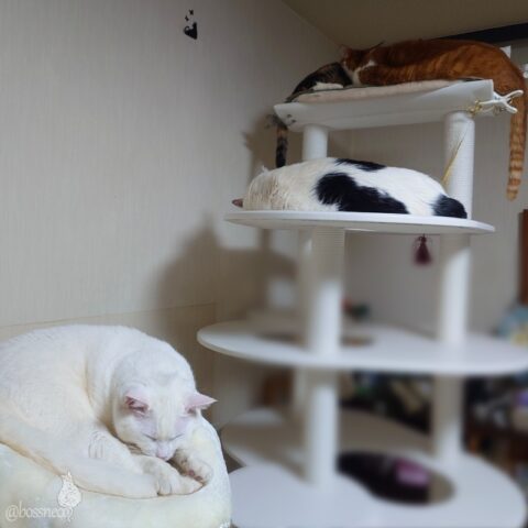 coco & fumi & Lin & Ryu