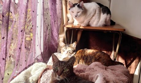 mark & coco & fumi & Lin